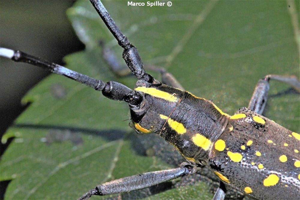 Cerambycidae: Psacothea hilaris